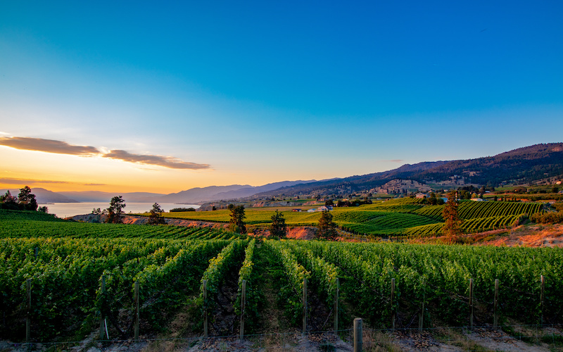 6 Emerging Wine Regions For Your Beverage Program 